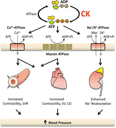 how to get creatine kinase